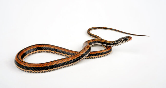 Gestreifte Fischnatter, Indonesische Wassernatter // Banded Keelback, Striped Keelback (Xenochrophis vittatus / Ceratophallus vittatus) 