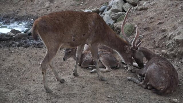 Sunlit red deer, cervus elaphus, deer with new growing antlers facing the camera in summer nature.