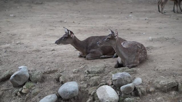 Sunlit red deer, cervus elaphus, deer with new growing antlers facing the camera in summer nature.
