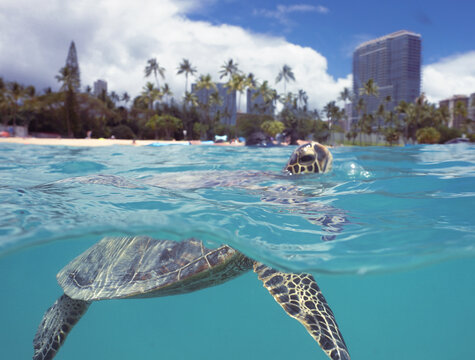 Snorkeling with Wild Hawaiian Green Sea Turtles near Waikiki 