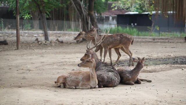 Sunlit red deer, cervus elaphus, deer with new growing antlers facing the camera in summer nature.