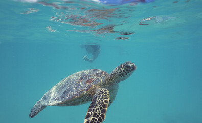 Obraz premium Snorkeling with Wild Hawaiian Green Sea Turtles near Waikiki 