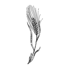 harvest barley hand drawn. wheat bread, farm food, crop seed harvest barley vector sketch. isolated color illustration