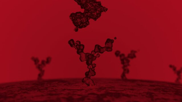 Human cell receptors are bound by antibodies