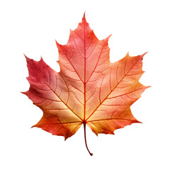 Naklejka na ściany i meble Autumn maple leaf isolated on a transparent background, autumn leaves PNG