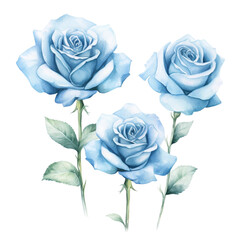 watercolor rose in retro style illustration isolated on white background