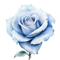 watercolor rose in retro style illustration isolated on white background