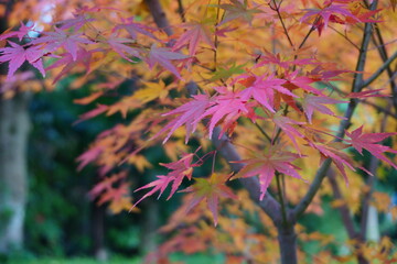 Naklejka na ściany i meble 日本の美しい紅葉