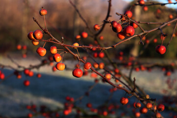 Small red apples on branch in the winter garden with copy space. Winter background with selective focus