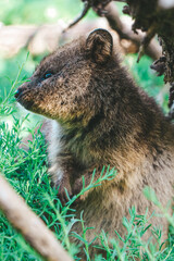 Fototapeta premium Close up of a quokka at Rottnest Island
