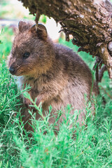 Close up of a quokka at Rottnest Island