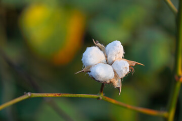 Cotton balls in the farm