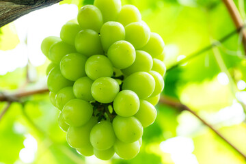 シャインマスカット５