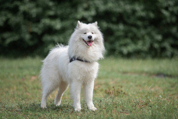 Beautiful purebred Samoyed dog plays outdoors in summer.