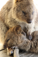 Close up of a mother quokka and a baby at Rottnest Island