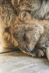 Close up of a mother quokka and a baby at Rottnest Island