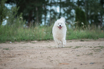 Beautiful purebred Samoyed dog plays outdoors in summer.