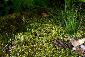 Kreuzotter // Common Adder (Vipera berus)