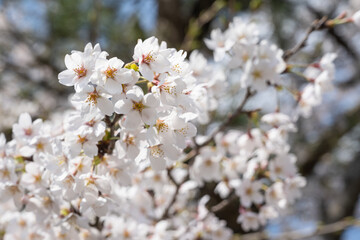晴れた日に咲く桜
