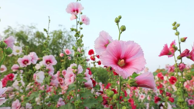 Beautiful hollyhock flowers in the garden