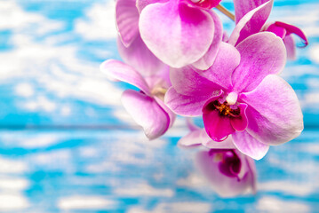 Naklejka na ściany i meble A branch of purple orchids on a blue wooden background 