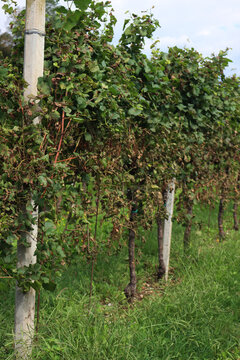 Vine plants affected by disease called Peronospora. Plasmopara viticola also known as grape downy mildew in a italian vineyard