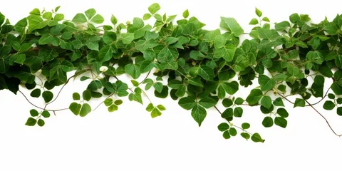 Keuken spatwand met foto Bush grape or three-leaved wild vine cayratia (Cayratia trifolia) liana ivy plant bush, nature frame jungle border, Generative AI  © StockElysium