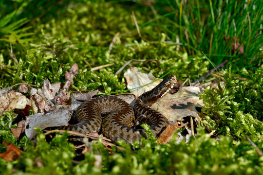 Kreuzotter // Common Adder (Vipera berus)