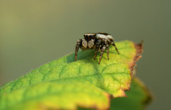 A small spider horse is sitting on a green leaf.Macrophotography of a spider in nature.
