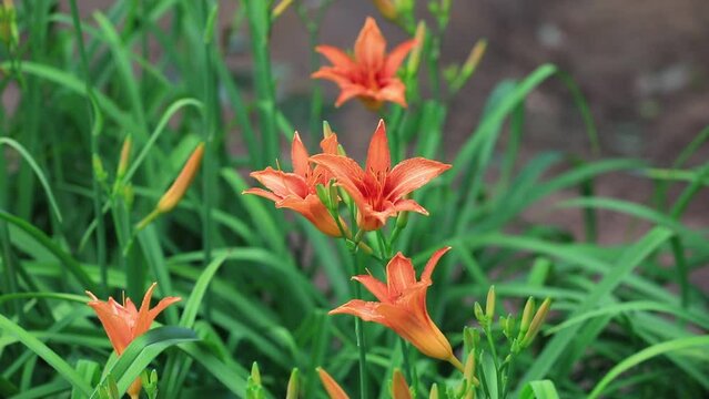 Beautiful Hemerocallis Flowers, North China