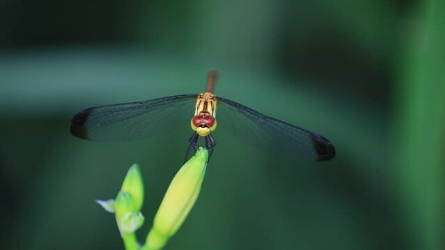 Dragonflies flying in the wild, North China