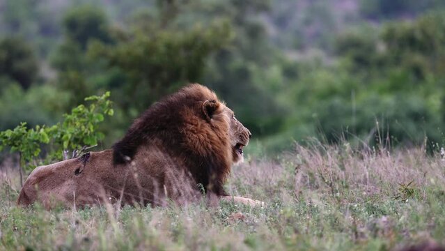 Mature male lion with an old injury on his back