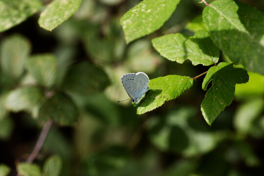 a single Holly Blue (Celastrina argiolus) butterfly resting on a green leaf in bright sunshine