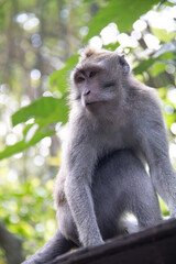 Naklejka na ściany i meble Macaque WilfLife: Exploring the Monkey Forest in Ubud, Bali