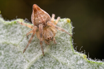 spider inhabiting on the leaves of wild plants