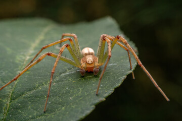 spider inhabiting on the leaves of wild plants