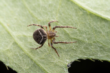 spider inhabiting on the leaves of wild plants