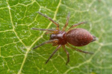 spider inhabiting on the leaves of wild plants