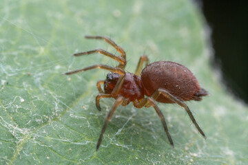 spider inhabiting on the leaves of wild plants