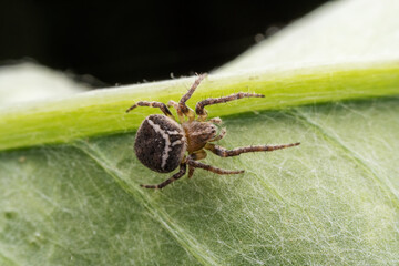 spider inhabiting on the leaves of wild plants