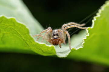 spider inhabiting on the leaves of wild plants