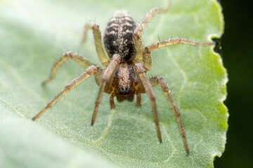 spider inhabiting on the leaves of wild plants