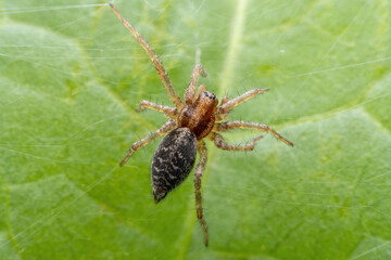 spider inhabiting on the leaves of wild plants