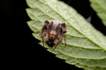 spider inhabiting on the leaves of wild plants