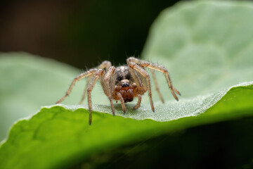 spider inhabiting on the leaves of wild plants
