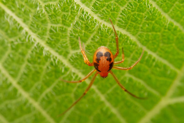 spider inhabiting on the leaves of wild plants
