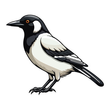 recommend clip art: Magpie bird animal in cartoon style on transparent background, Magpie bird sticker design.