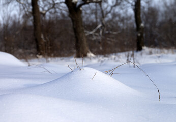 Snow drift and dry grass in winter forest