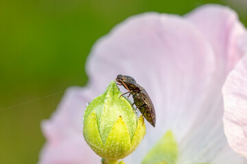 click beetle inhabit the leaves of wild plants