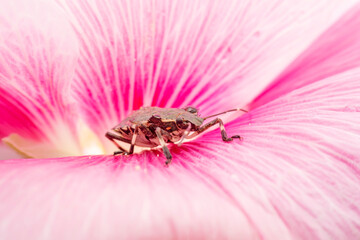 Halyomorpha halys inhabiting on the leaves of wild plants